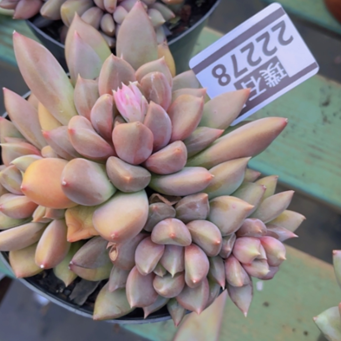 【闪购商品】红象牙22278