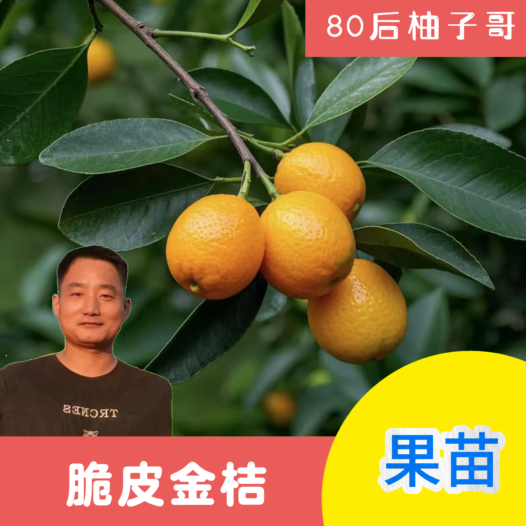 [柚子哥直播间专属】脆皮金桔裸根苗   包邮