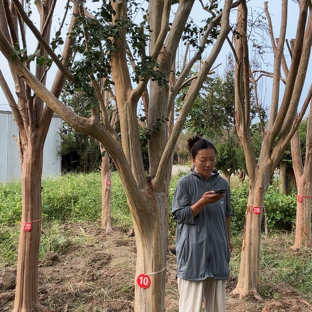 当前无花栽培后可以开花