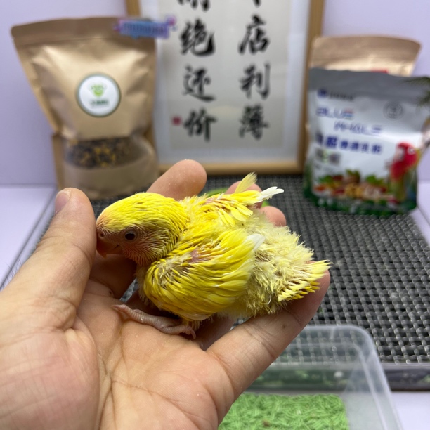 鹦鹉-黄桃母H67844