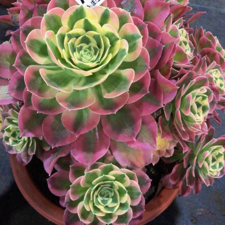 绿体女巫多肉0680000000000