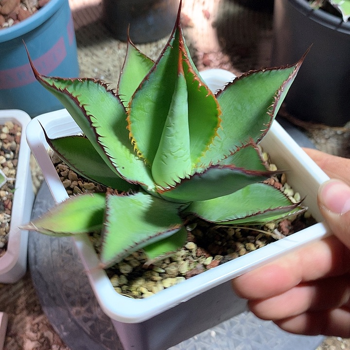 牛角蕾丝龙舌兰 裸根发货