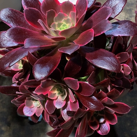 金丝雀199法师多肉