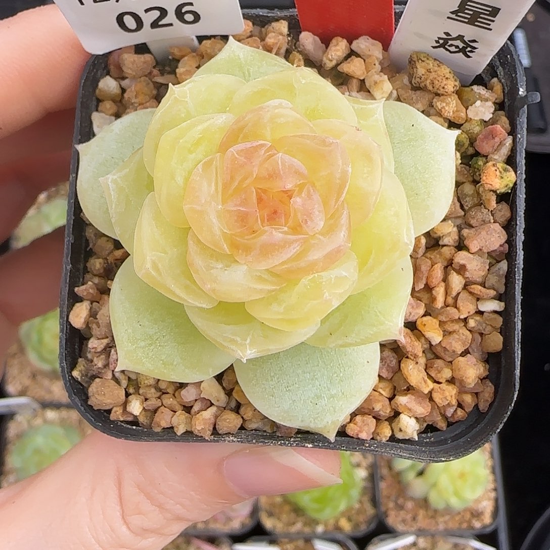 1224-026星焱母本