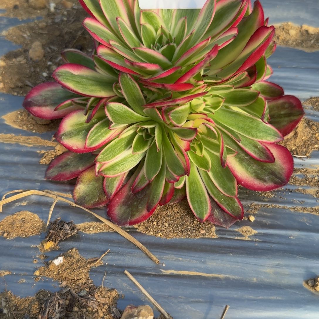197荔枝。多肉植物