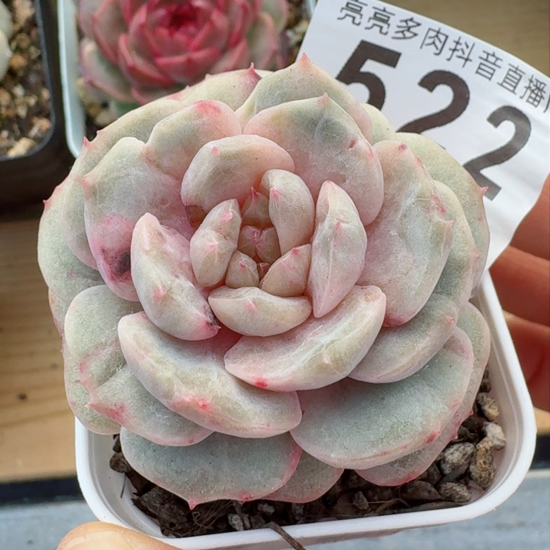 石化彩恋         精品多肉