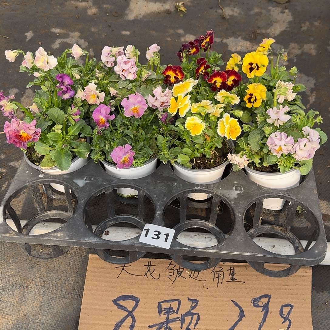 131号花朵不售后大花皱边角堇