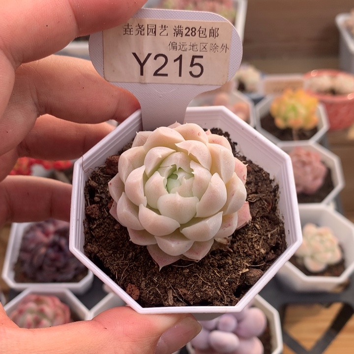 0215白月影4厘米