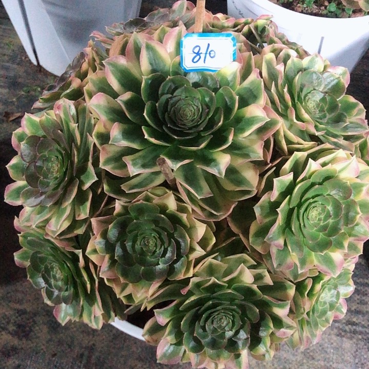 810雨荷多肉法师