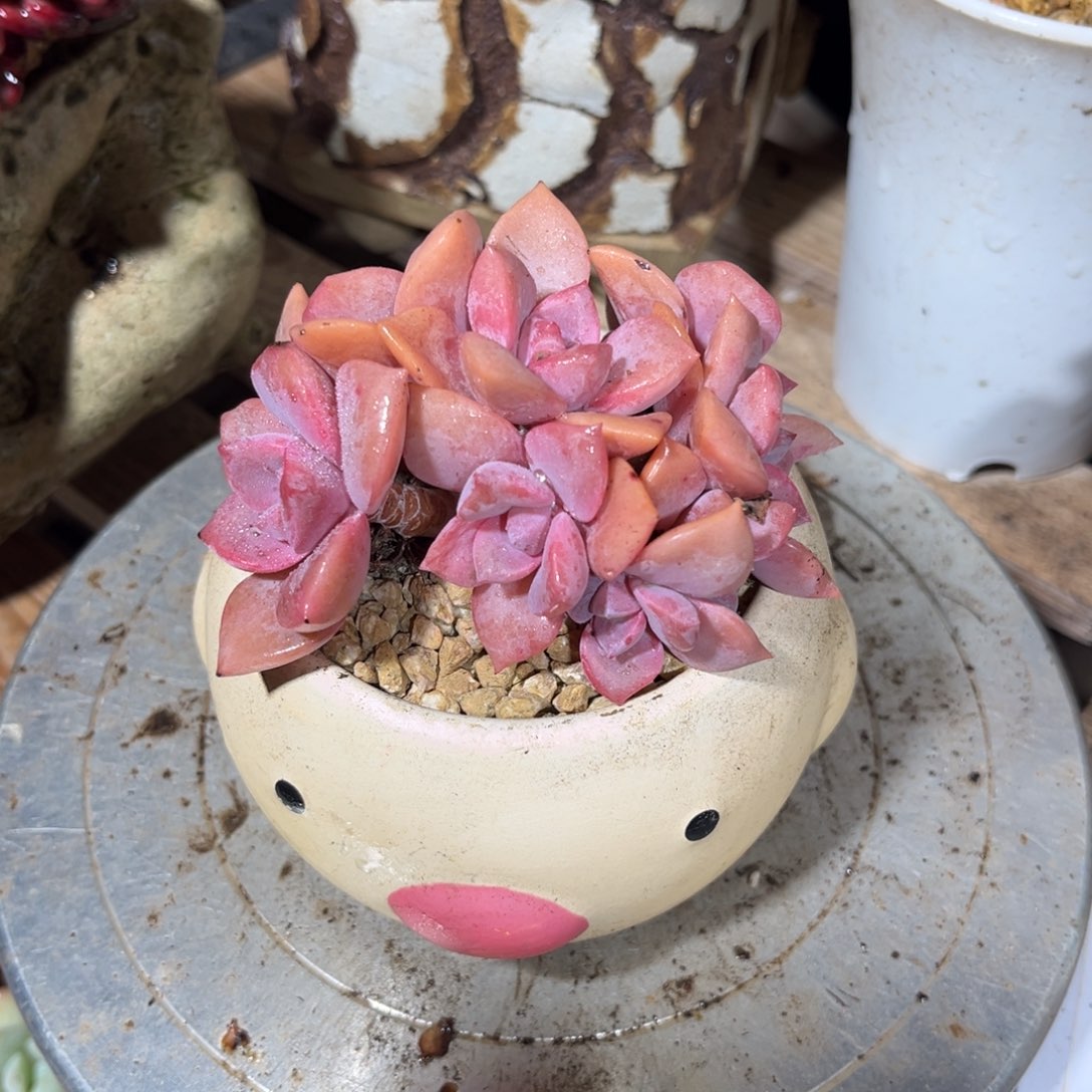 彩虹糖朵朵缀多肉植物gonglv