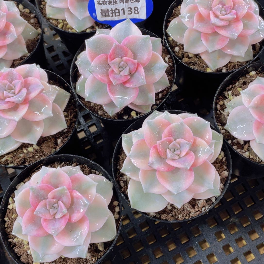 量拍138号 紫乐锦单头一个