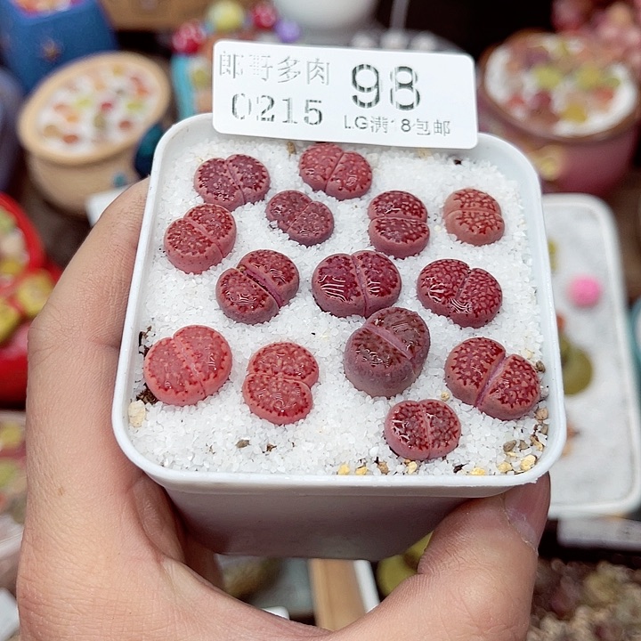 郎哥多肉生石花15-98