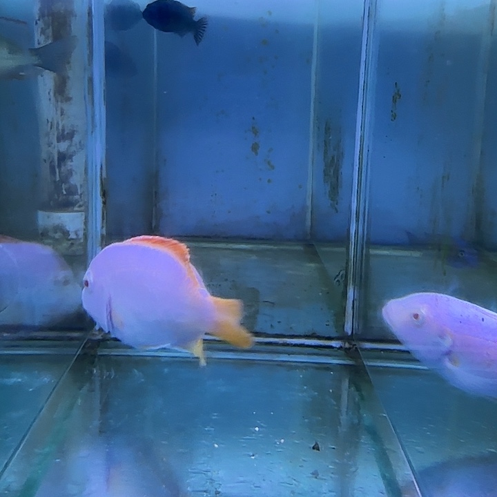 D***n慈鲷鱼209号111111111