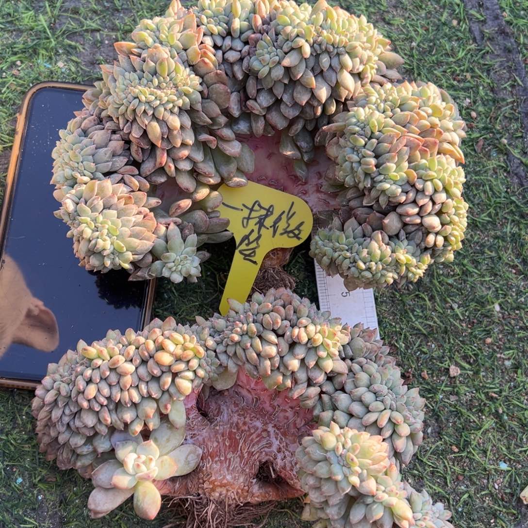 一**笑突尼斯星影基因小树2颗