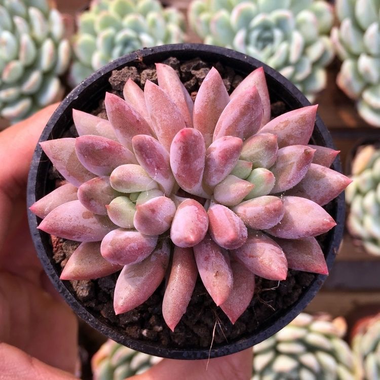 双头红蜻蜓(拼满15元包邮)室内盆栽 净化绿植盆栽大棚多肉