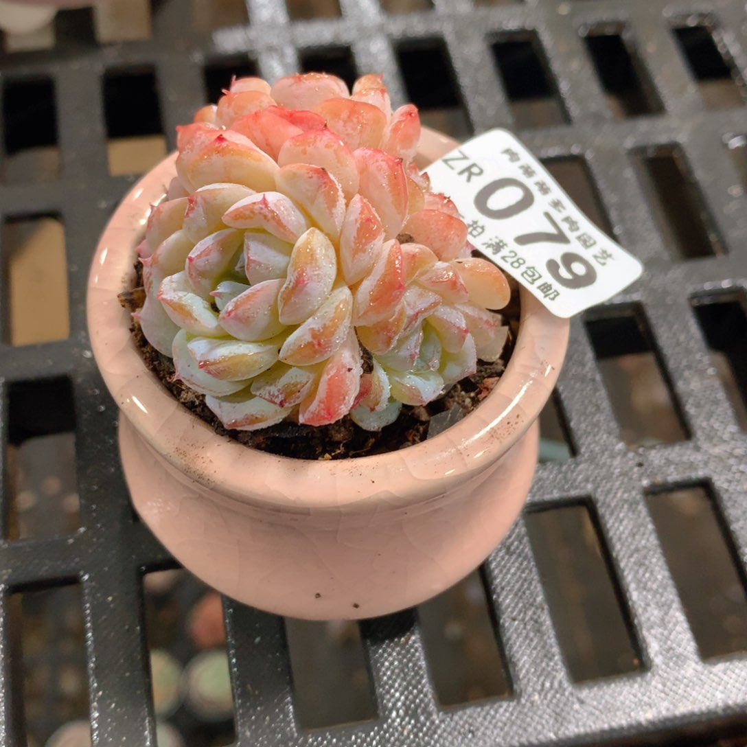 肉萌萌拇指盆精控多肉ZR079