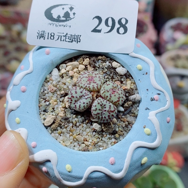 生石花花花花花花花298