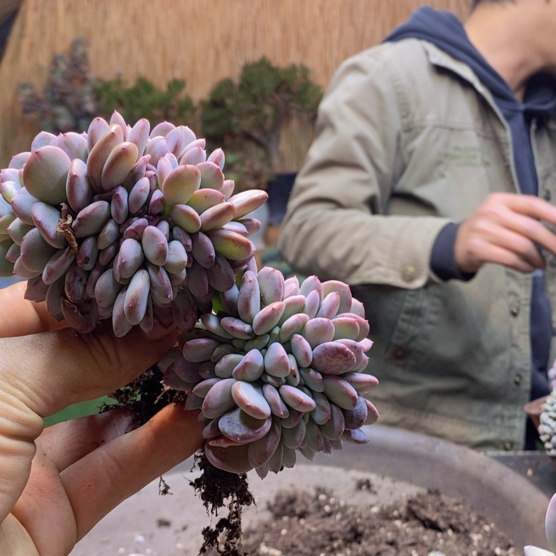 持**恒D74号玛瑙缀多肉