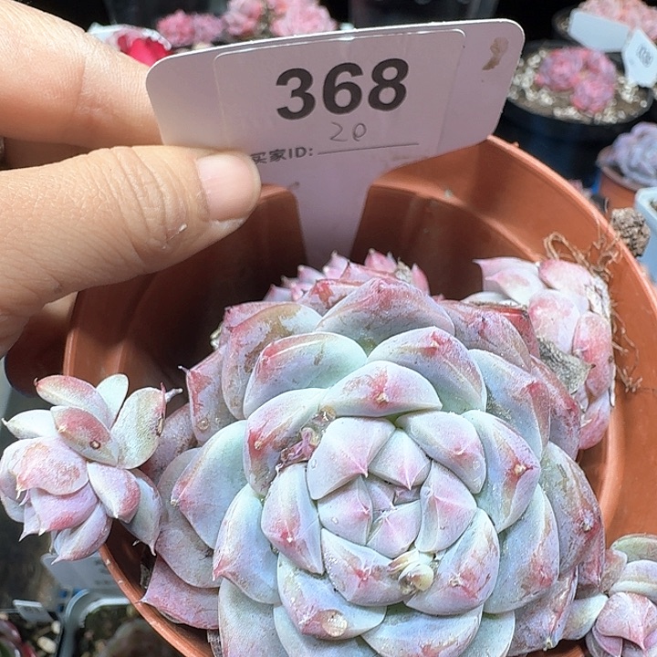 阿尔巴佳人多肉植物368