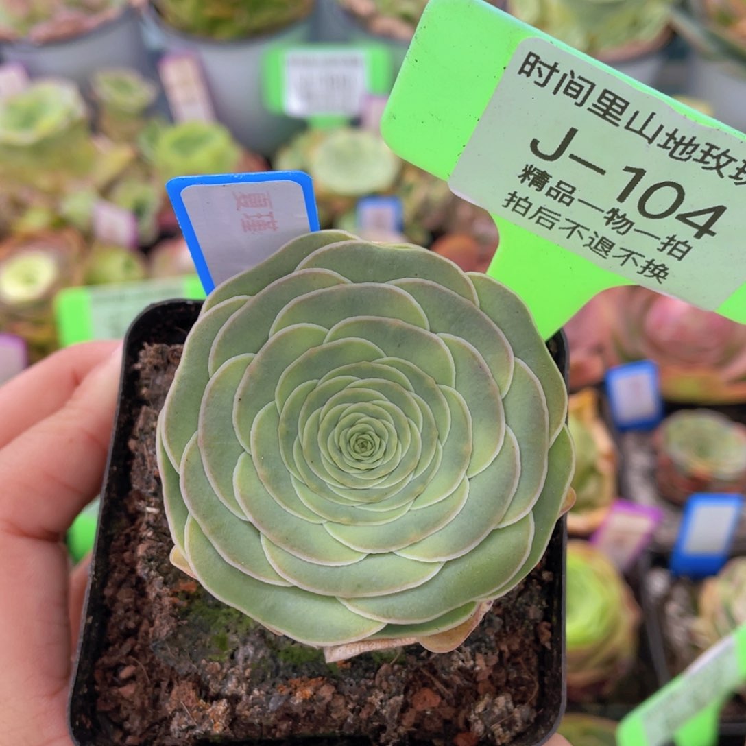 夏瑾玫瑰一物一拍J104