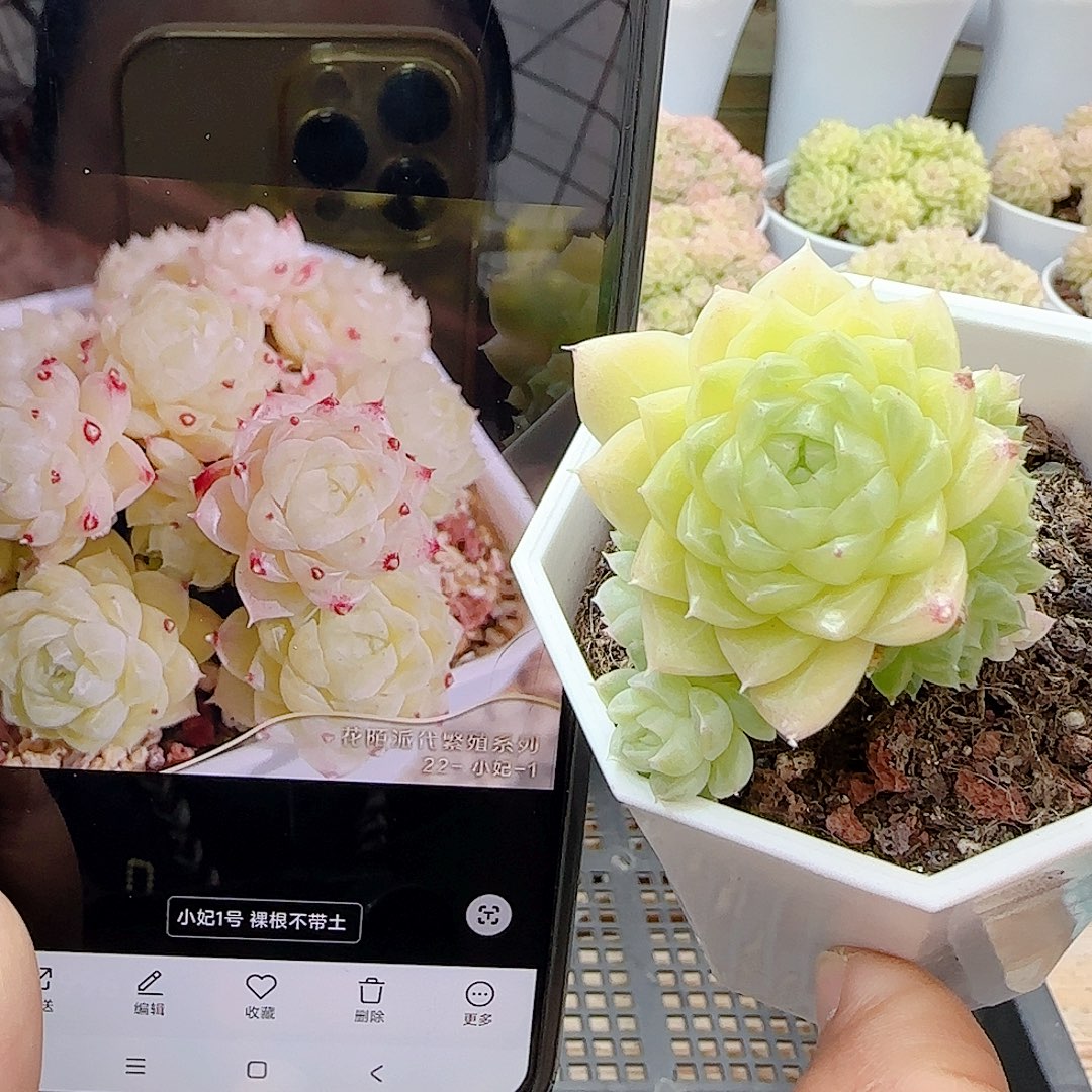 1227-6（小妃-1）优选