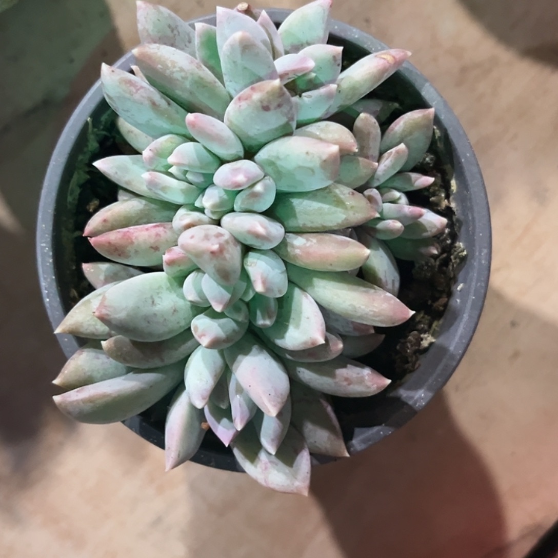 K****六头杂交系列没人尺寸9