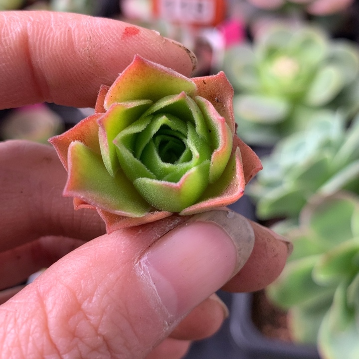 逍***客一物一拍蝶恋花换孤品侧牙