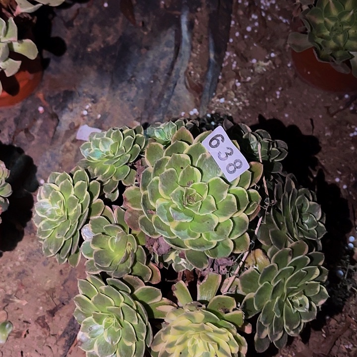 638粉花妖变异多肉植物