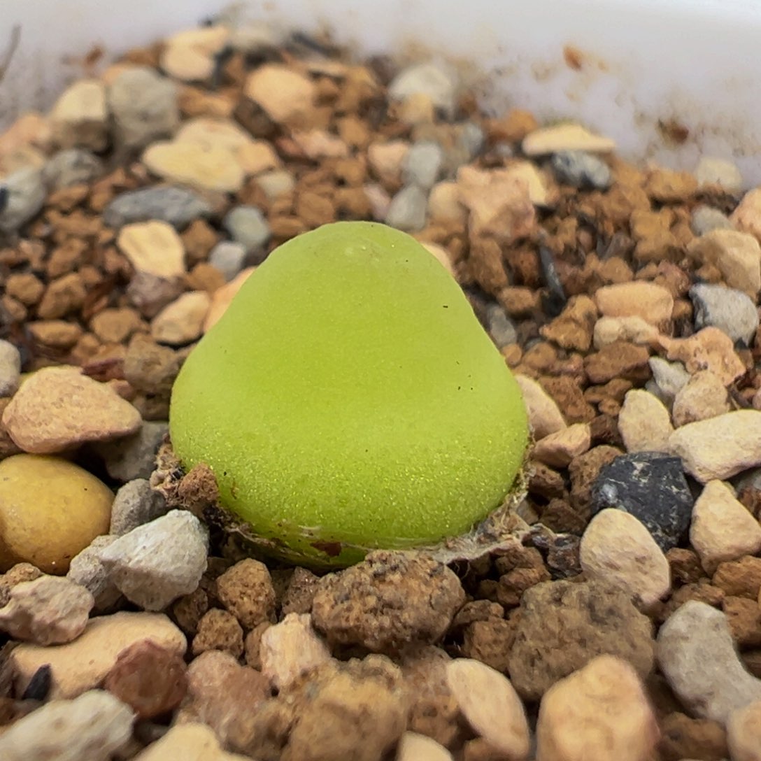 120多肉植物百科大葫芦