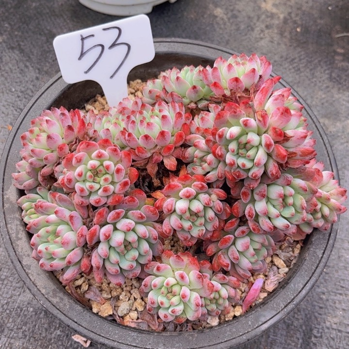 友家多肉一物一拍53