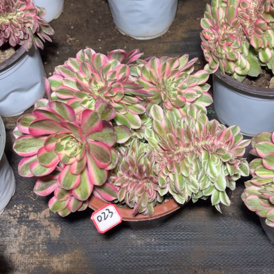 023多肉植物倾城缀化