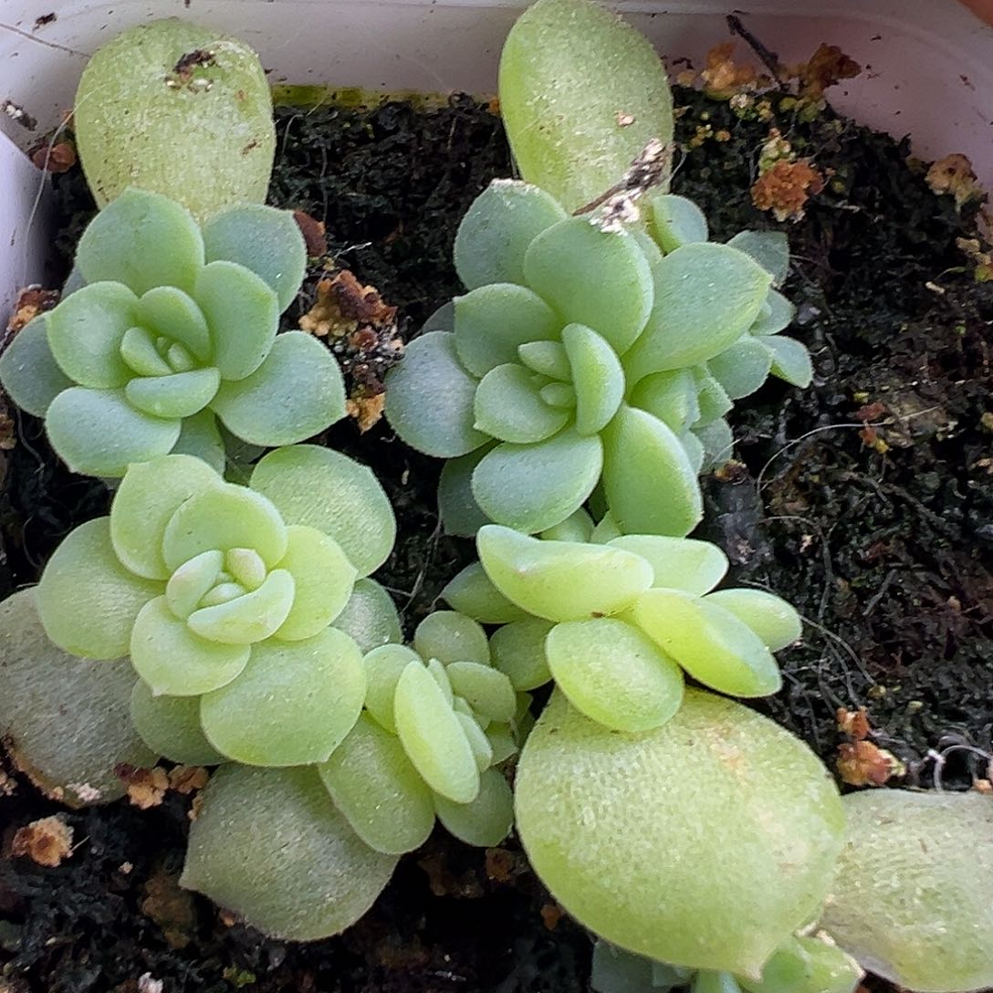 俩P100。四个芙蓉。 