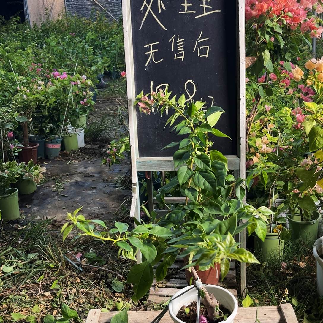 完全开放三角梅三角梅81