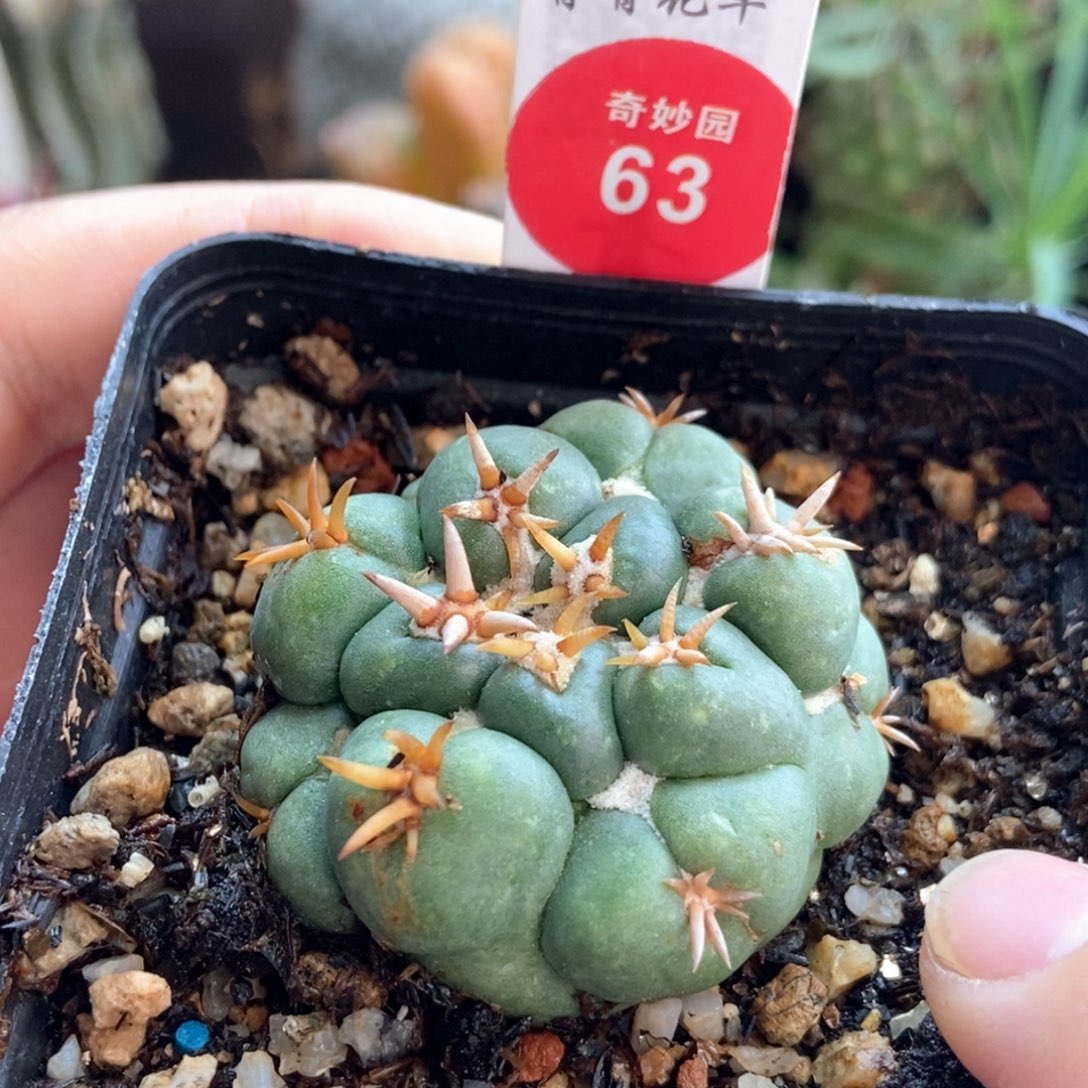 自根短豪刺象牙3.9cm