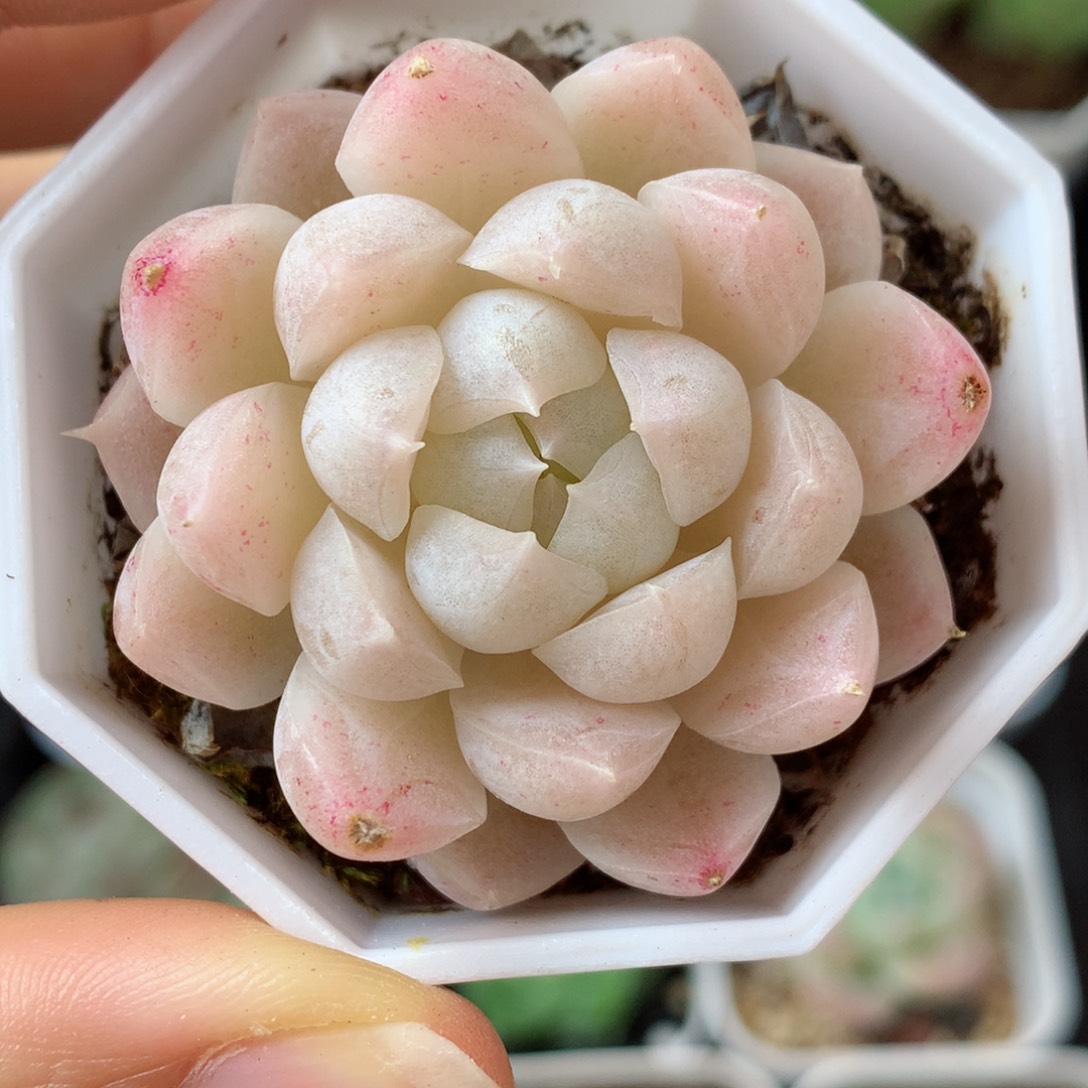 23麦秆58包邮  群生不包整 