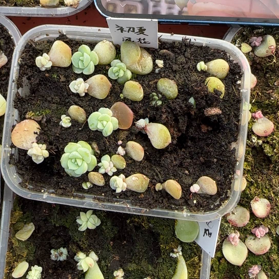 初夏芝麻穴一个满25包邮