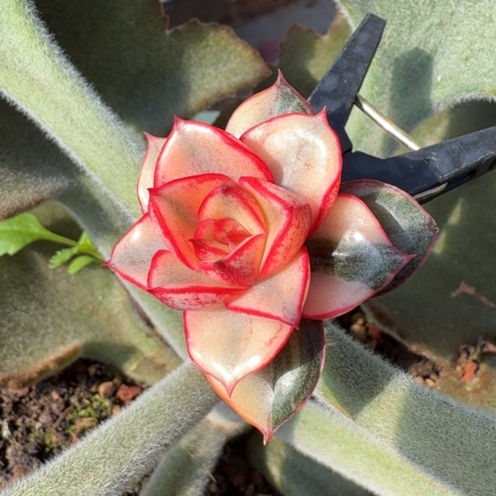 腹轮锦无替品的如今