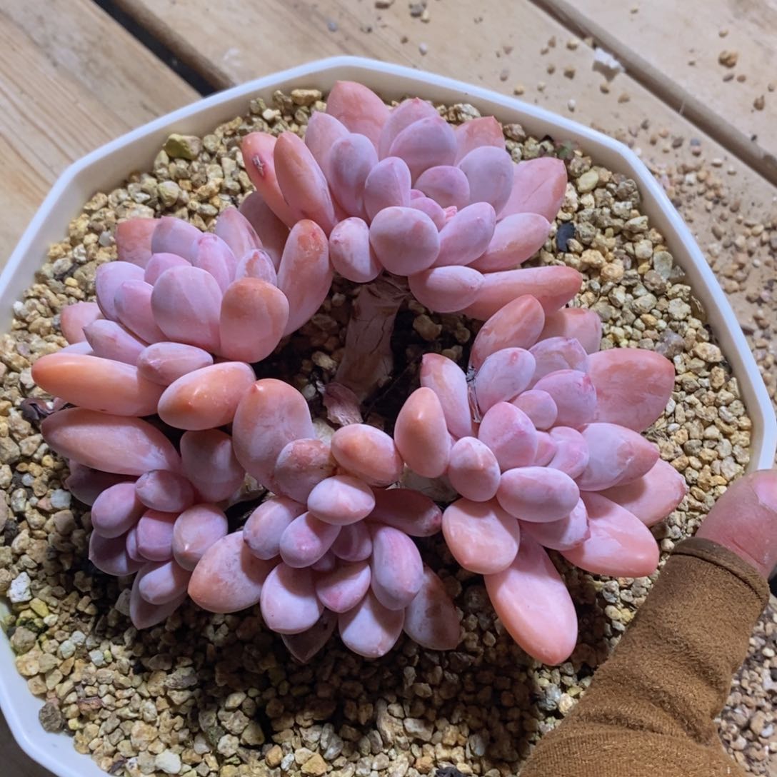 可问主播品种，下滑链接更多品种多肉选择