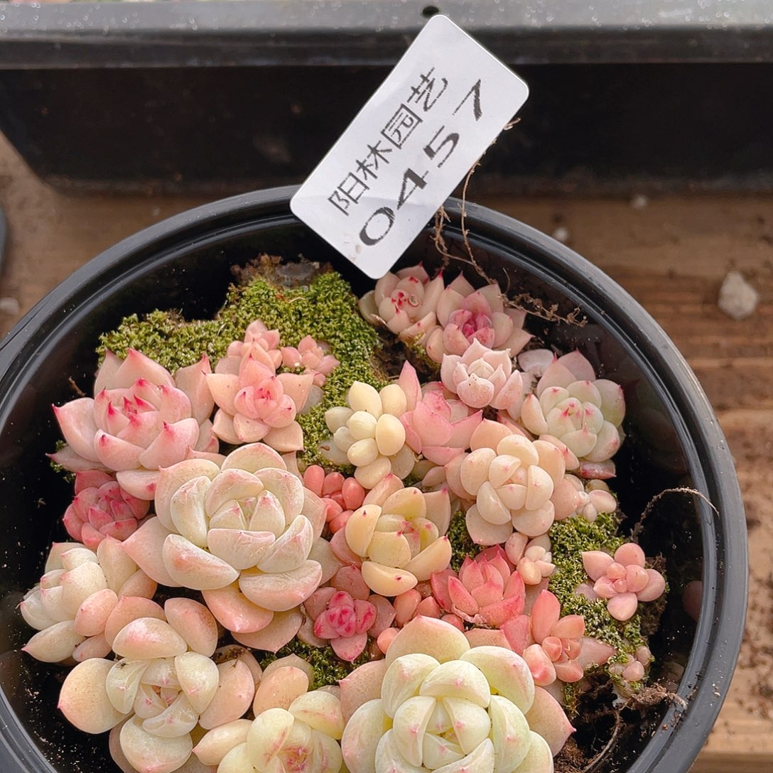 多肉植物多肉植物457