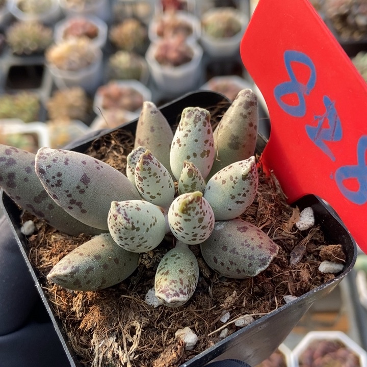 828海豹多肉植物保护