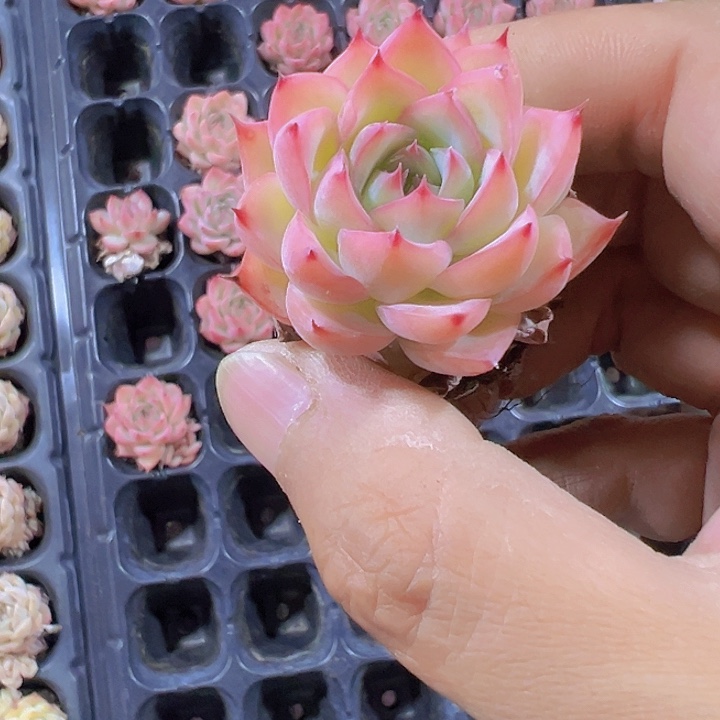 梦幻女王精品多肉植物