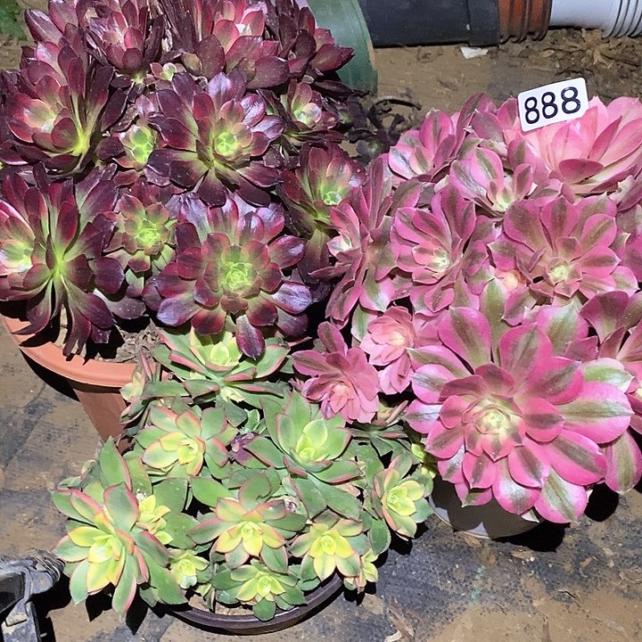 樱*多肉植物法师888法师3颗