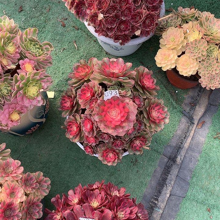 默***荔枝多肉植物093 .