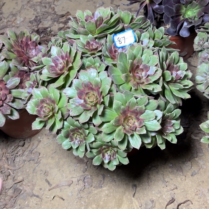 玫***子多肉植物红霞法师87