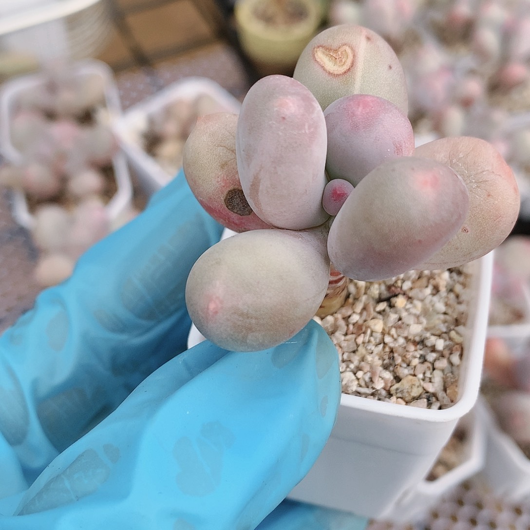 大大糖米可一物一拍