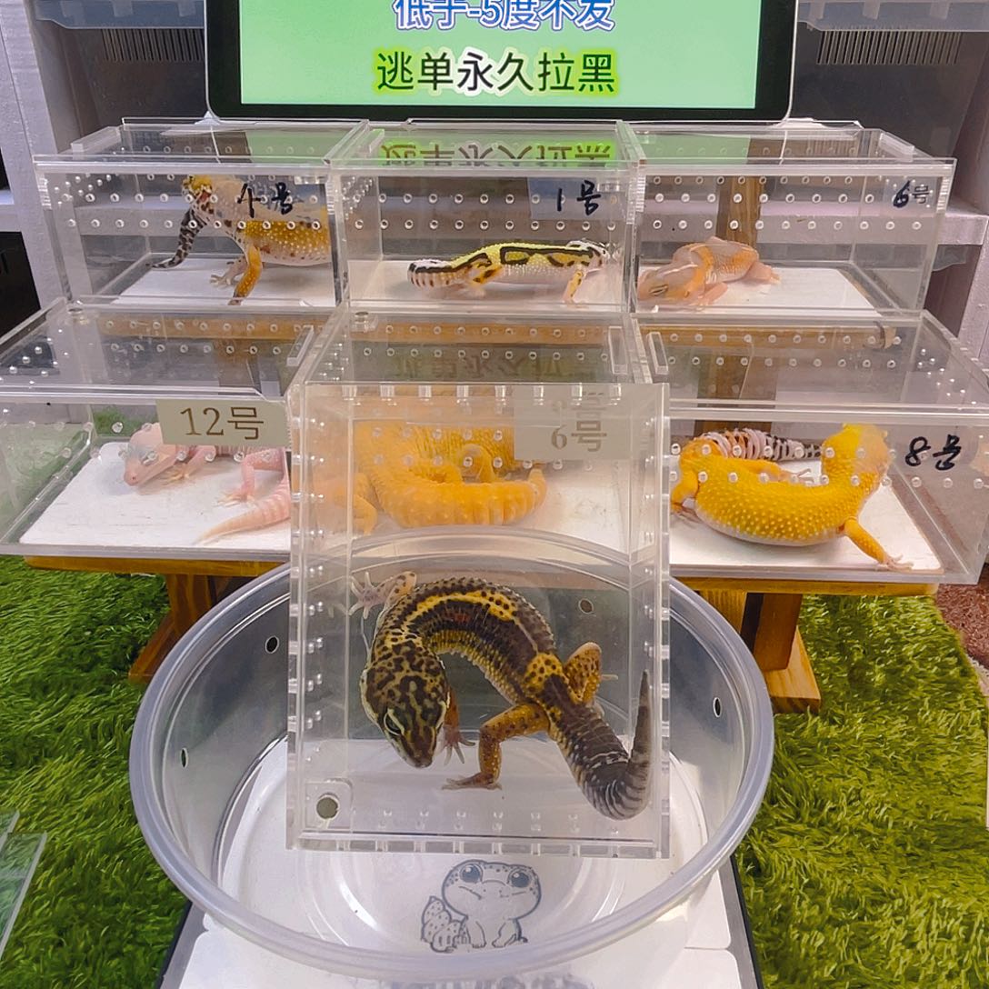 豹纹守宫守宫好看可爱迷人