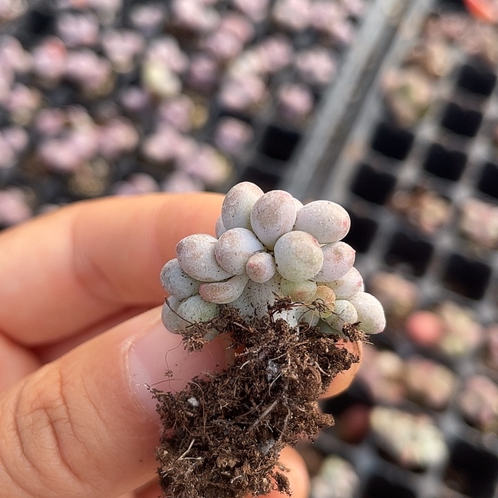 汤圆班子群随机发满18包邮