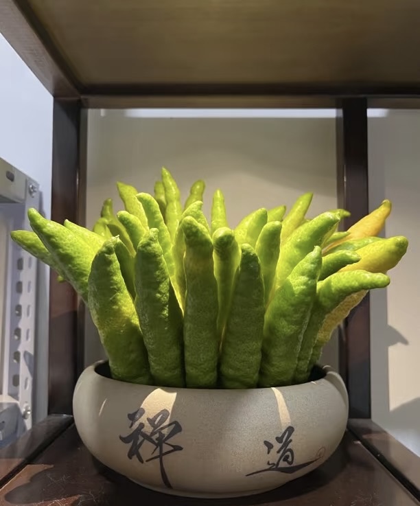 【精品闻香佛手柑】佛手柑高端类花材  新鲜采摘云南基地直发