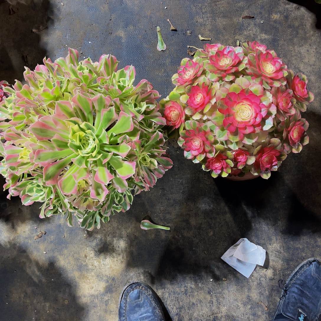 多肉白凤，荔枝 福利款462