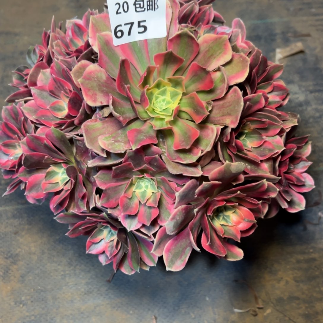 675女妖，满20包邮嘟叮熊